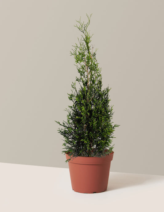 American Pillar Thuja