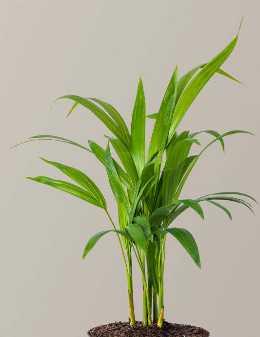 Areca Purifying Palm
