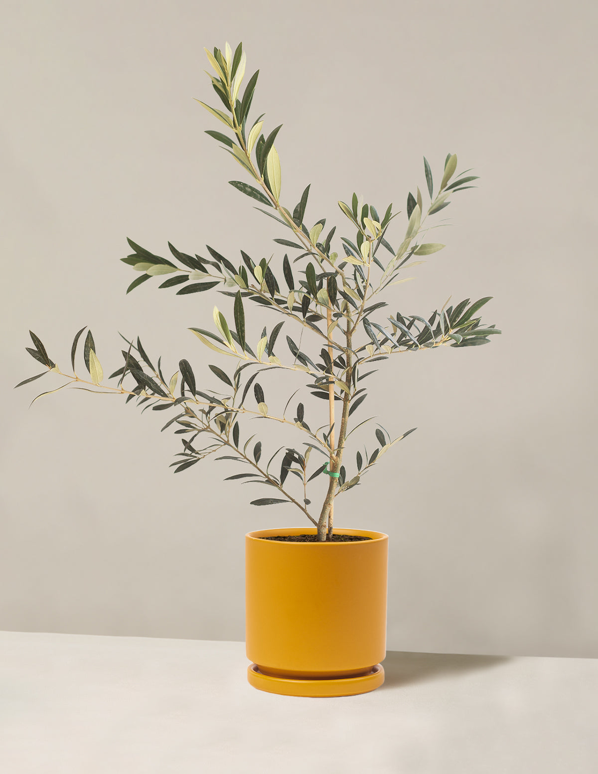 Olive Tree
