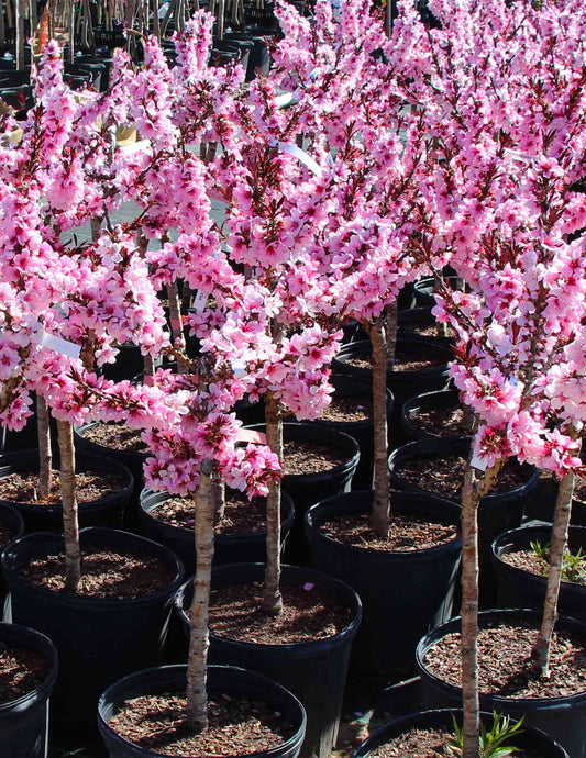 Bonfire Patio Peach Plant