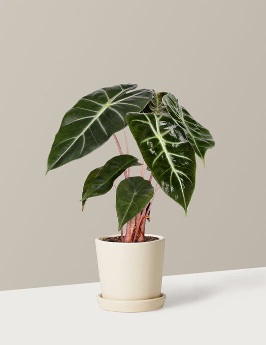 Alocasia Pink Princess