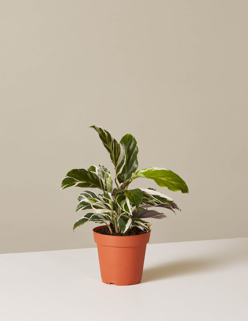 How to care for a Calathea White Fusion