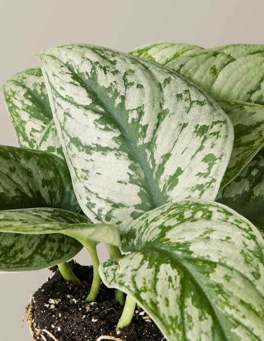 Satin Pothos