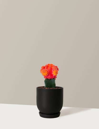 Moon Cactus