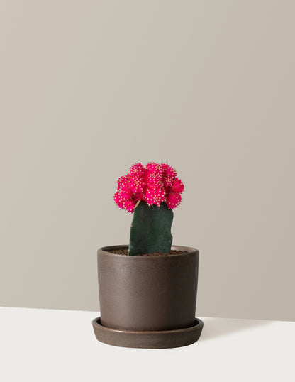 Moon Cactus