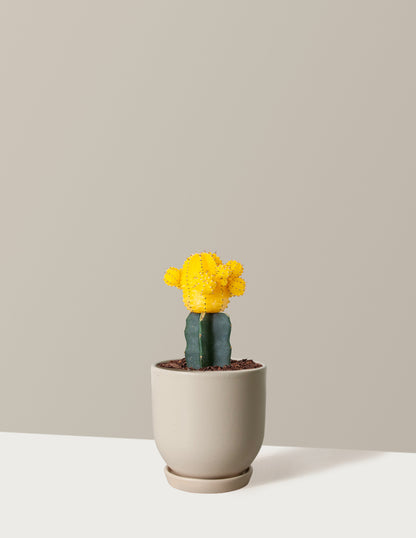 Moon Cactus